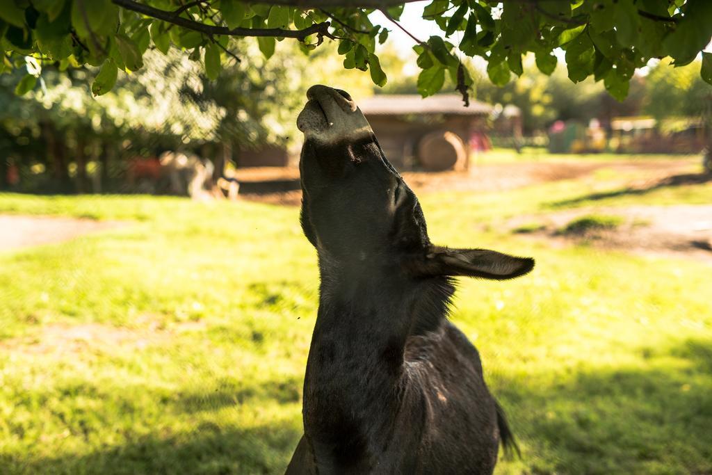 Agriturismo Tre Rondini Legnago Zewnętrze zdjęcie